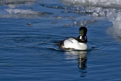 Common Goldeneye 2369