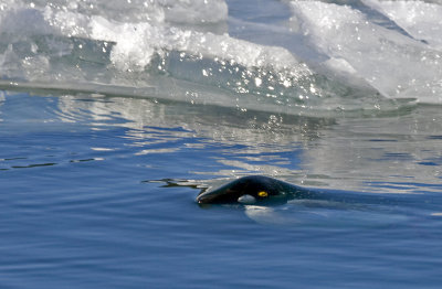 Common Goldeneye 2420