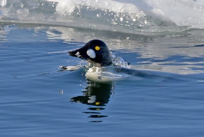 Common Goldeneye 2421