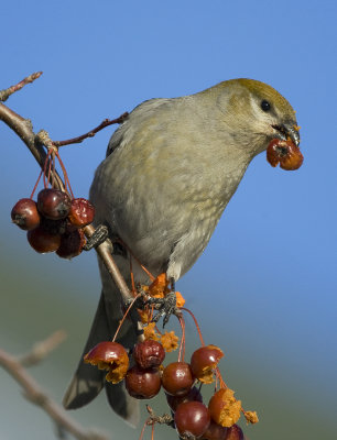 Pine Grosbeak 2831