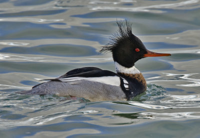 Red-breasted Merganser 3413