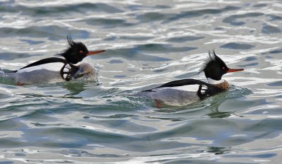 Red-breasted Mergansers Courting 3414