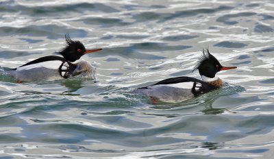 Red-breasted Mergansers Courting 3414