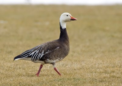 Snow Goose Blue Morph 3579