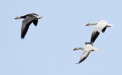 Snow Geese Flight 3583