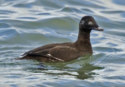 White-winged Scoter 3521