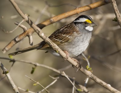 White-throated Sparrow 4356