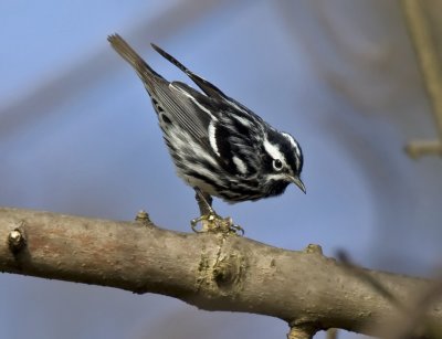 Black and White Warbler 4428