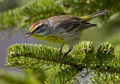 Palm Warbler 4684