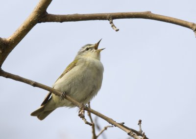 Tennessee Warbler singing 5768