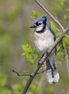 Blue Jay 5974