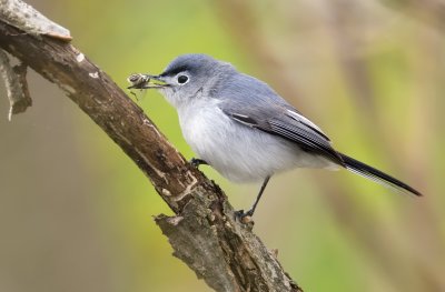 Blue-gray Gnatcatcher with a bee 6049