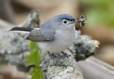 Blue-gray Gnatcather with a bee 6082