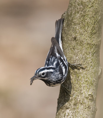 Black and White Warbler with food 6233