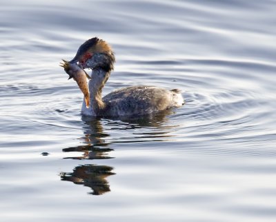 Horned Grebe with Lunch
