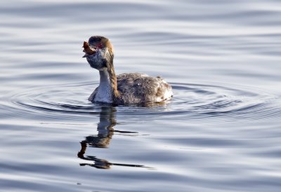 Horned Grebe with Lunch