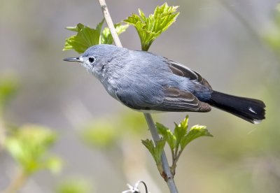 Blue-gray Gnatcatcher 0059