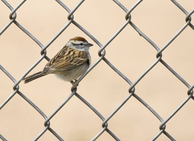 Chipping Sparrow 9981-1