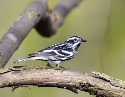Black and White Warbler 0335