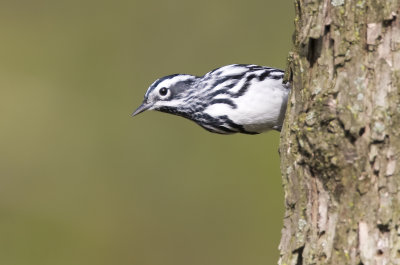 Black and White Warbler 0342