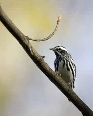 Black and White Warbler 0626