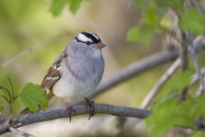 White-crowned Sparrow 0642