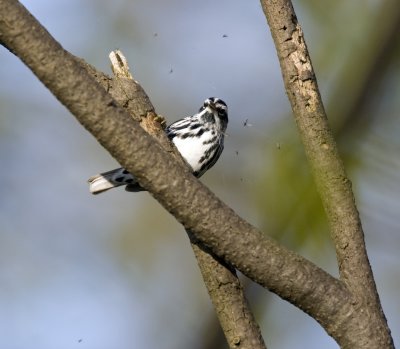 Black and White Warbler 0722
