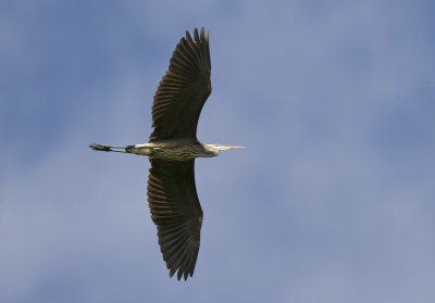 Great Blue Heron over Lake Park
