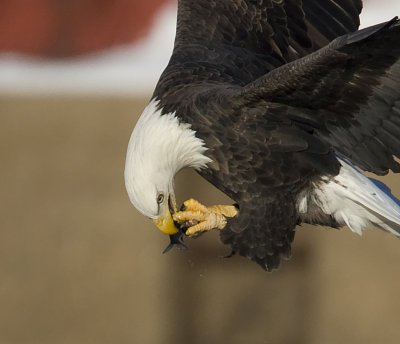 Iowa/Wisconsin Eagles