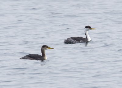 Red-necked (left) & Western Grebes