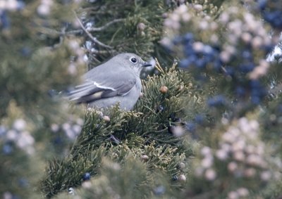 Townsend's Solitaire