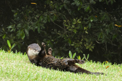Lawn Otter