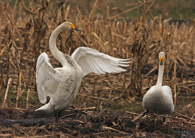 Wilde Zwaan 8