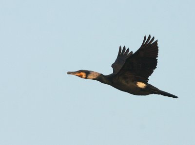 Aalscholver 6