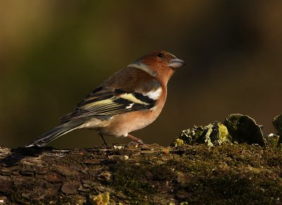 Vink 3