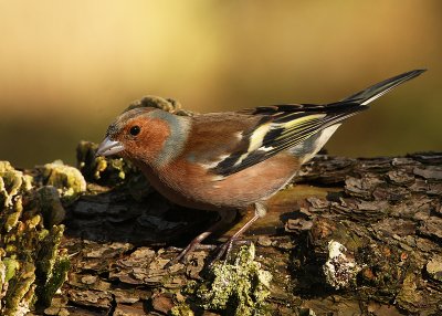Vink 4