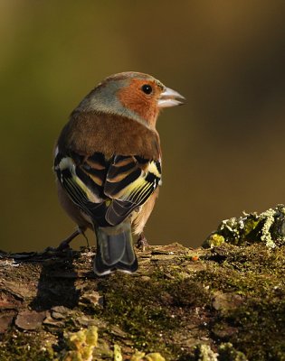 Vink 5