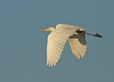 Grote Zilverreiger 8