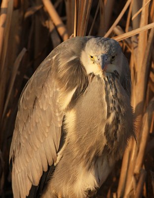 Blauwe Reiger frontal