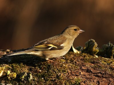 Vink 6