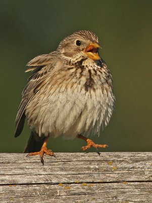 Grauwe Gors 3