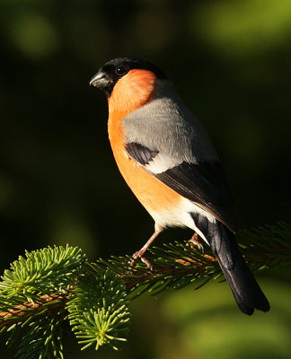 Goudvink 3