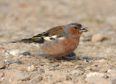 Vink 7