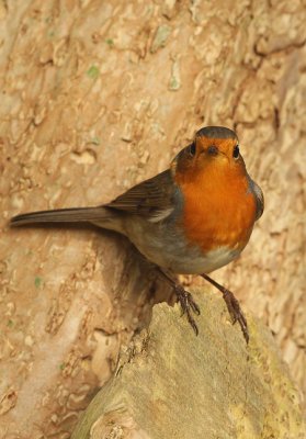 Roodborst frontal