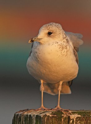 Stormmeeuw 5
