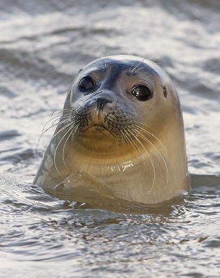 Zeehond 2