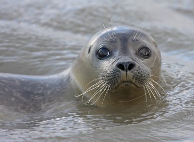 Zeehond 1