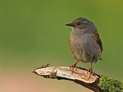 Heggenmus 3
