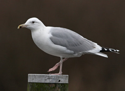 Pontische Meeuw 8