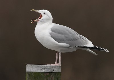 Pontische Meeuw 9